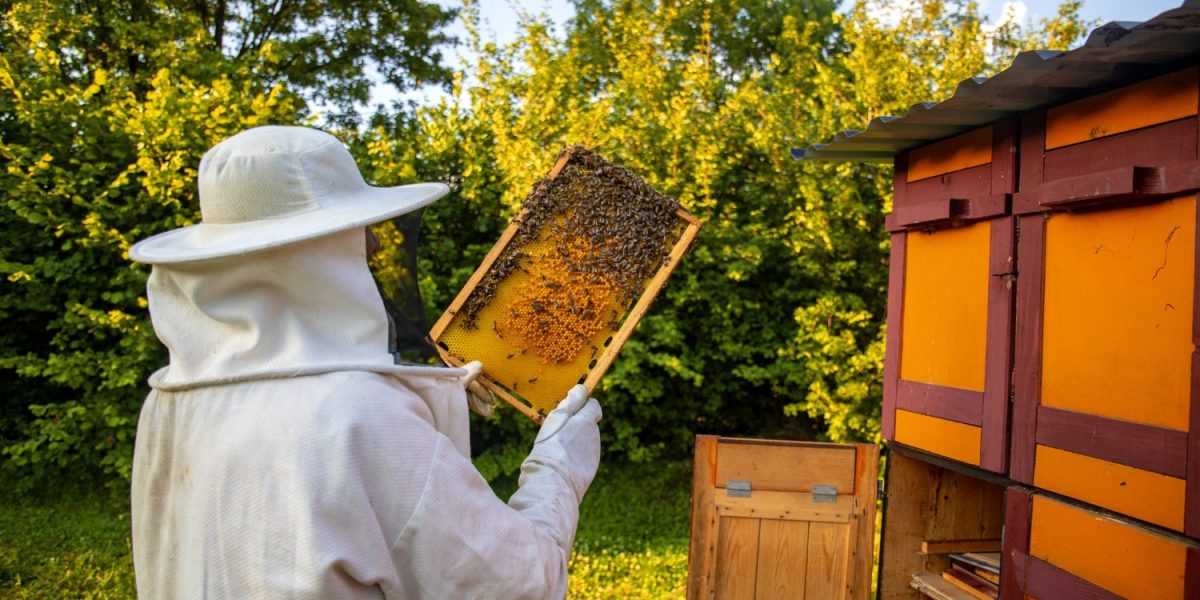 view-beekeeper-collecting-honey-beeswax view-beekeeper-collecting-honey-beeswax